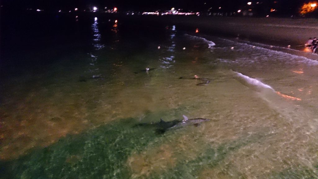 Wild dolphins Moreton Island QLD