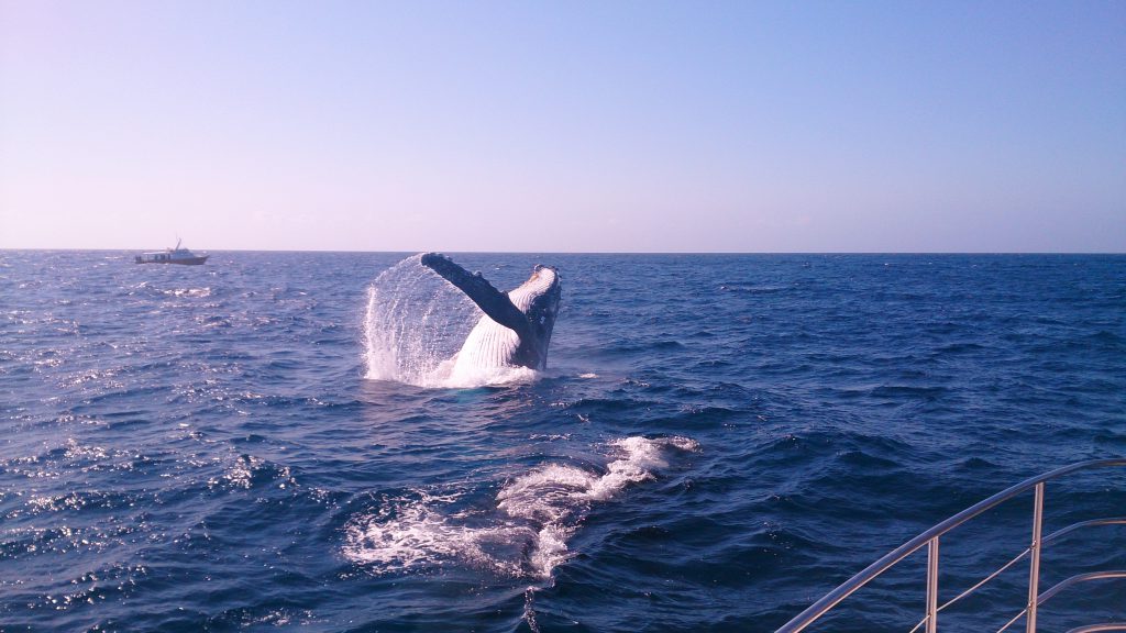 Whale watching Gold Coast QLD