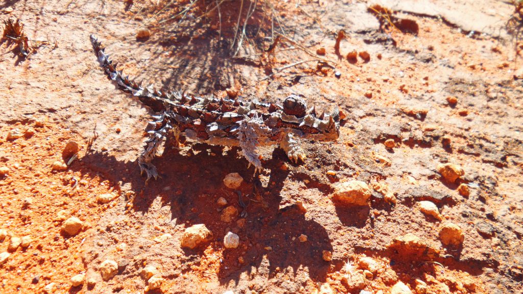 Thorny Devil Australia wildlife