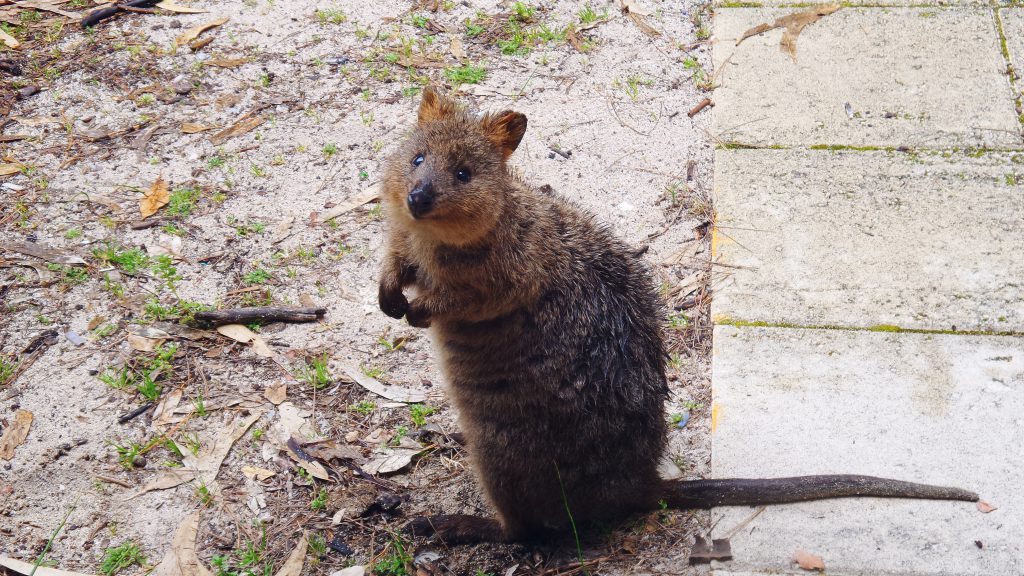 Quakka portrait Rottnest Island WA downunder