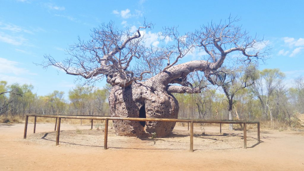 Boab tree Gibb Road WA downunder