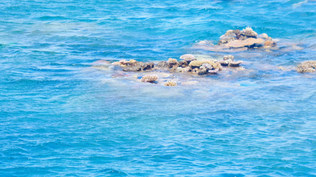 Great Barrier Reef coral