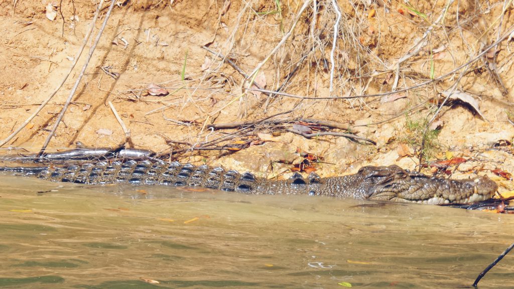 salt water croc chilling Daintree Rainforest Queensland Australia