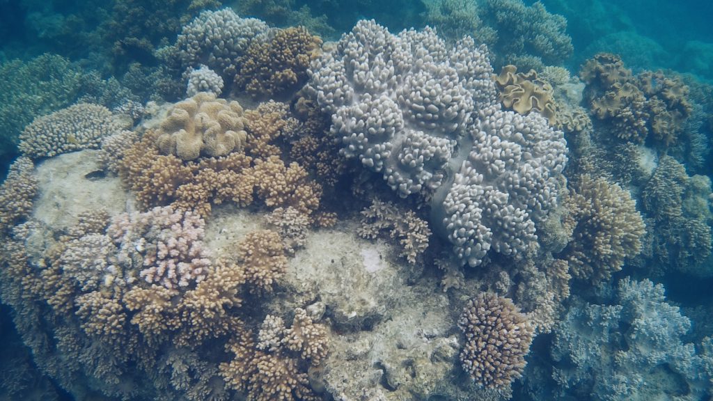 coral great barrier reef Cairns Australia
