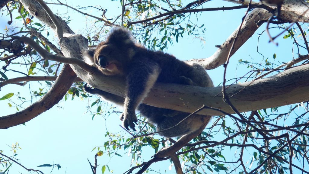 sleeping koala up in a tree