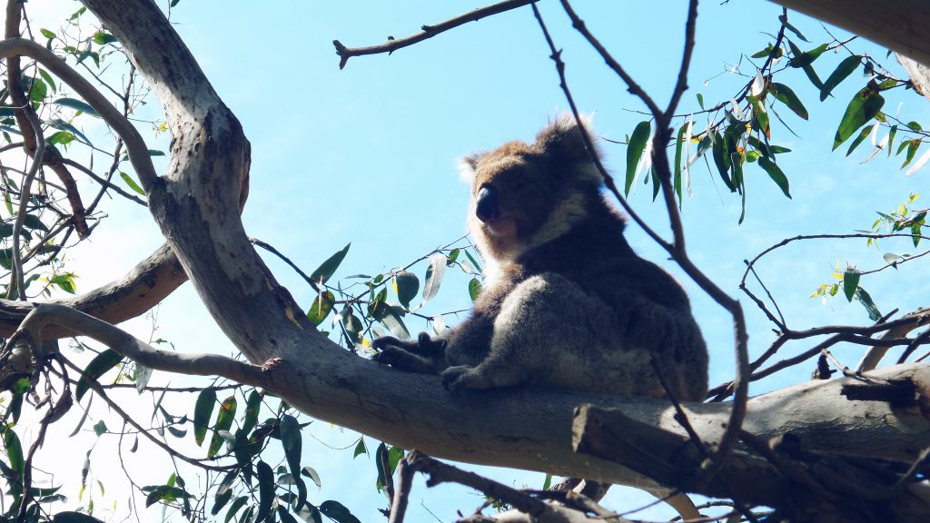 Koala Kennett River