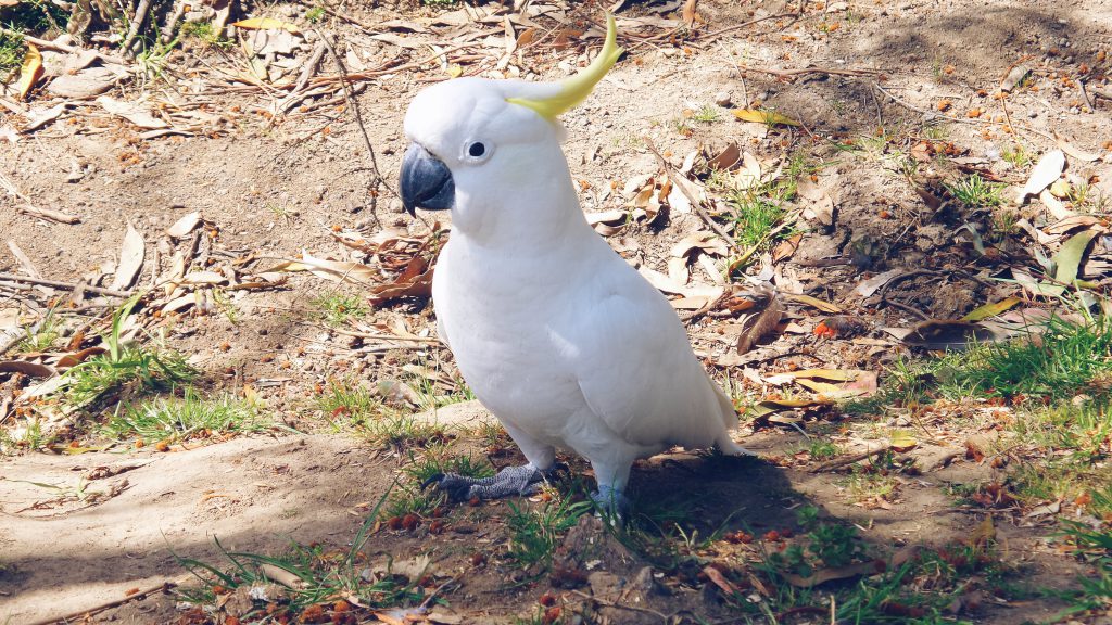 Cacatua Kennett River