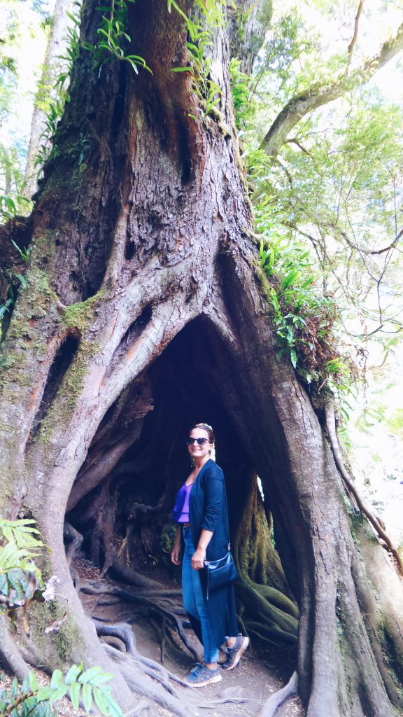 Tree Otway National Park