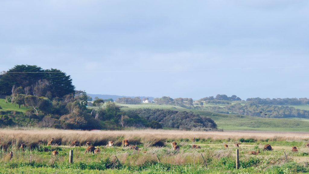 Mob of kangaroos Victoria