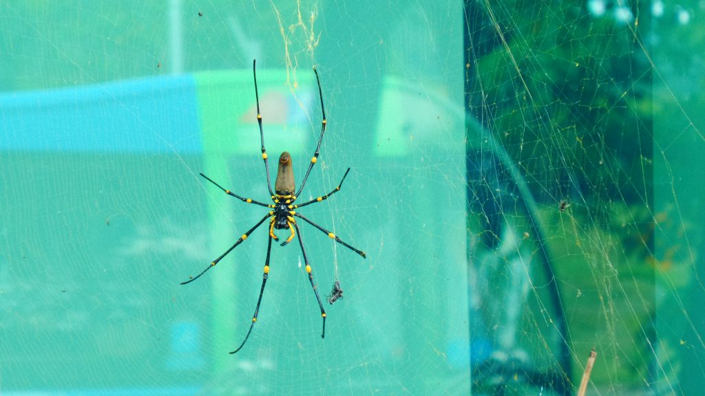 Spider Tropical North Queensland Australia wildlife
