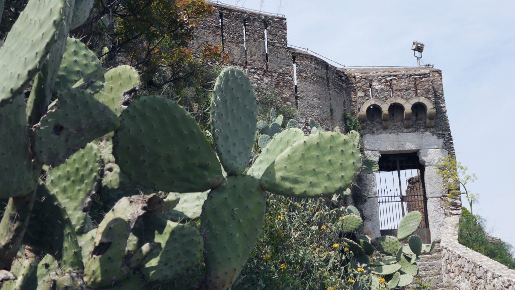 Cactus European tropical Island Sicily