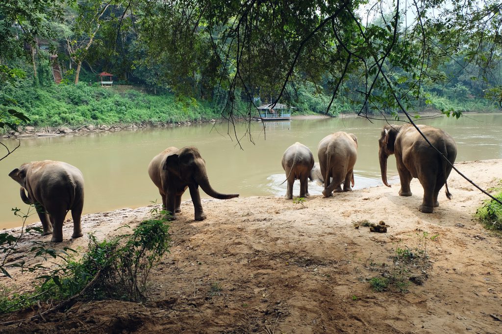 Elephant Haven Kanchanaburi Thailand