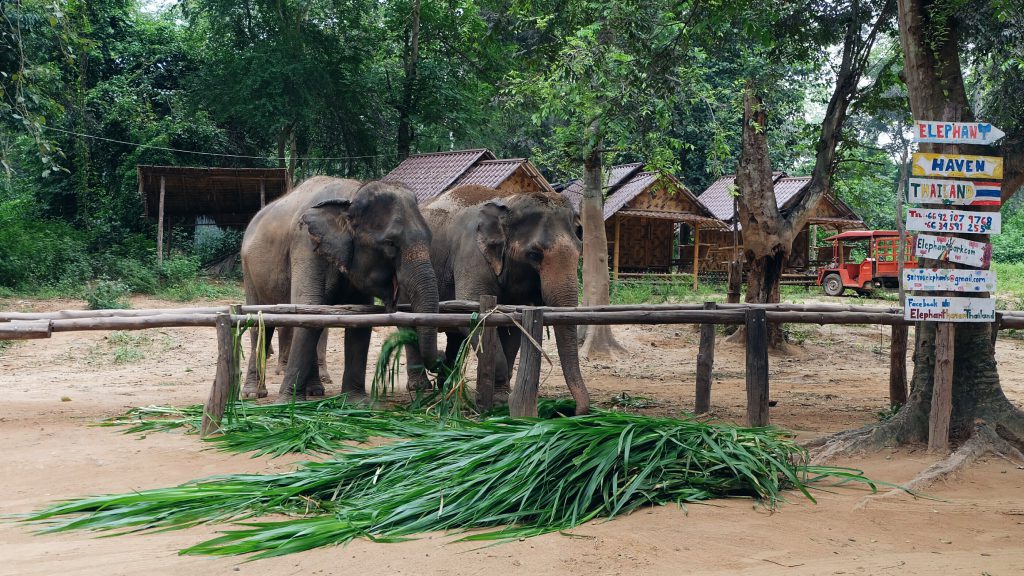 day tour elephant nature park Kanchanaburi