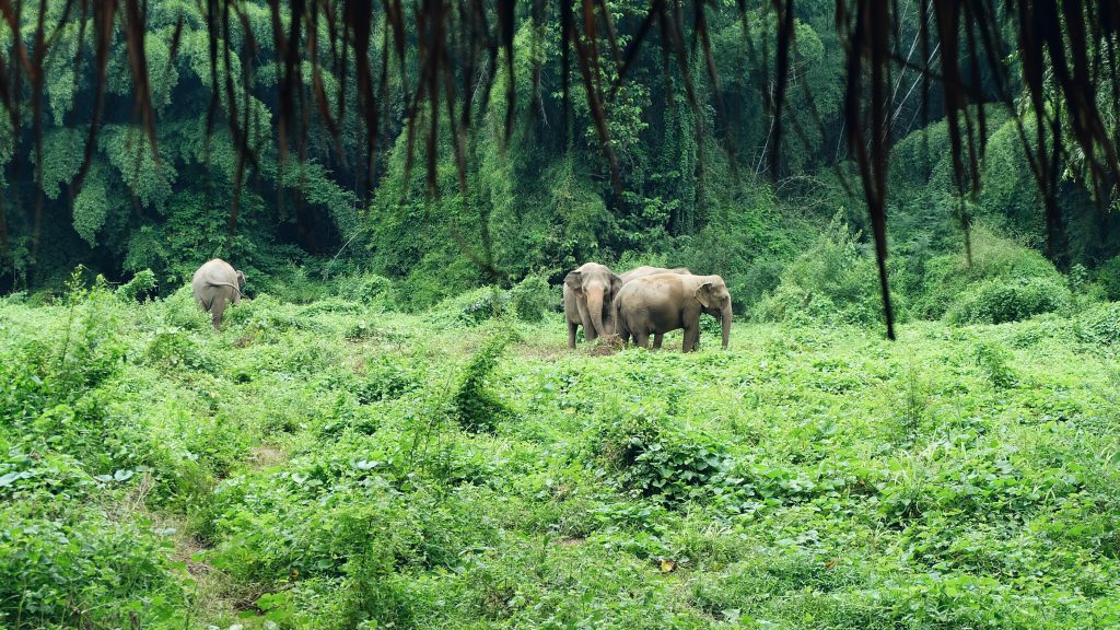 elephant watching Sai Yok Thailand