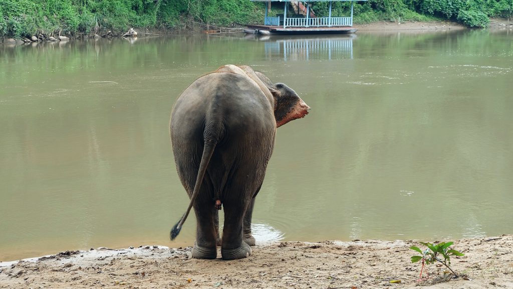 Elephant drinking water Sai Yok Thailand