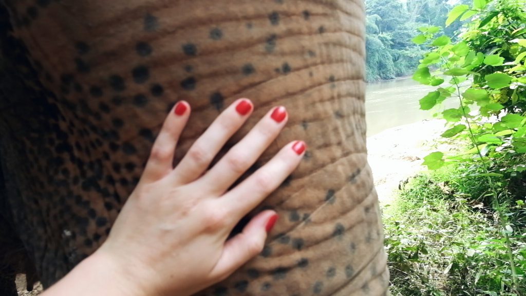 Save the elephants Elephant Haven Sai Yok Thailand