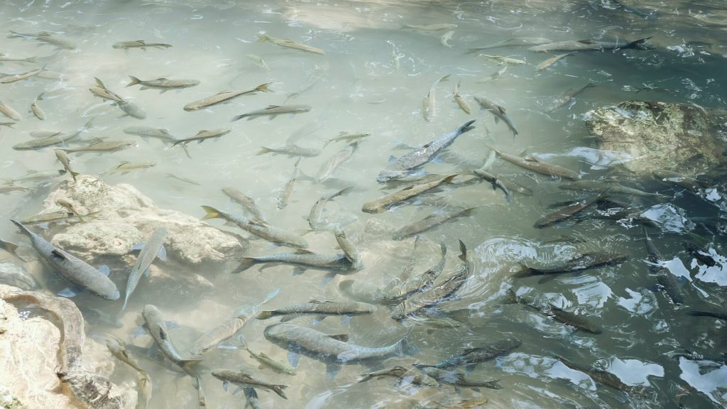 fish at Erawan Falls Kanchanaburi Thailand