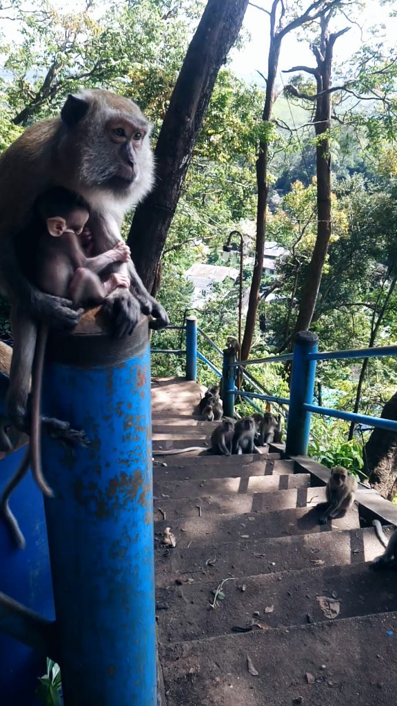 monkeys hangout spot Tiger Cave Temple Thailand