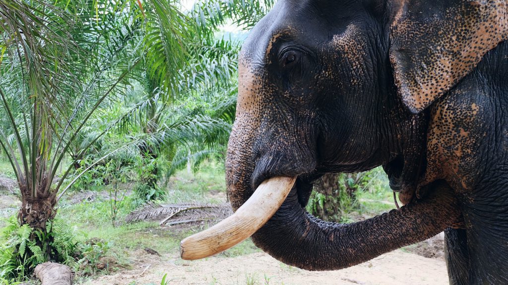 save elephants Thailand