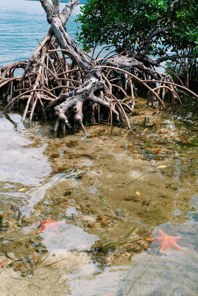 mangroves tree starfish Cayo Levisa Cuba