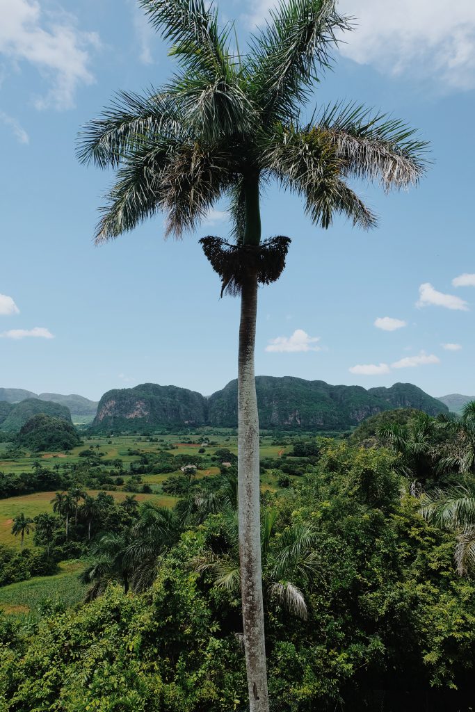 view from hotel Los Jazmines Viñales Cuba