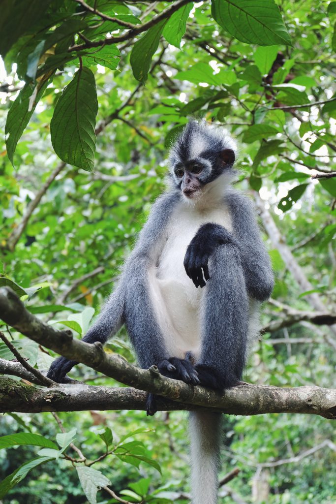 Thomas Leaf funky jungle monkey Gunung Leuser National Park Sumatra