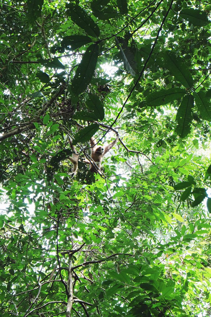 Gibbons Gunung Leuser National Park Bukit Lawang Sumatra
