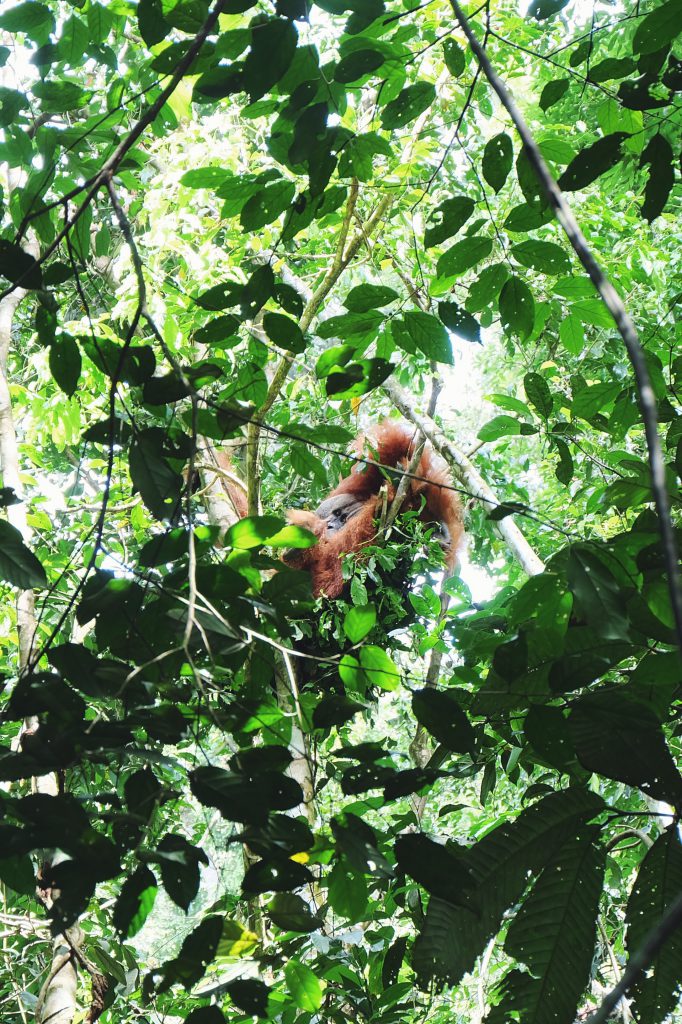 orangutan Gunung Leuser National Park Bukit Lawang Sumatra