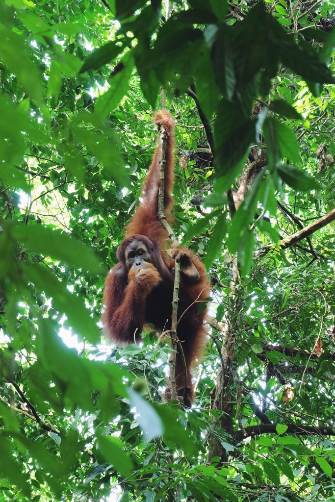 orangutan Gunung Leuser National Park Bukit Lawang Sumatra