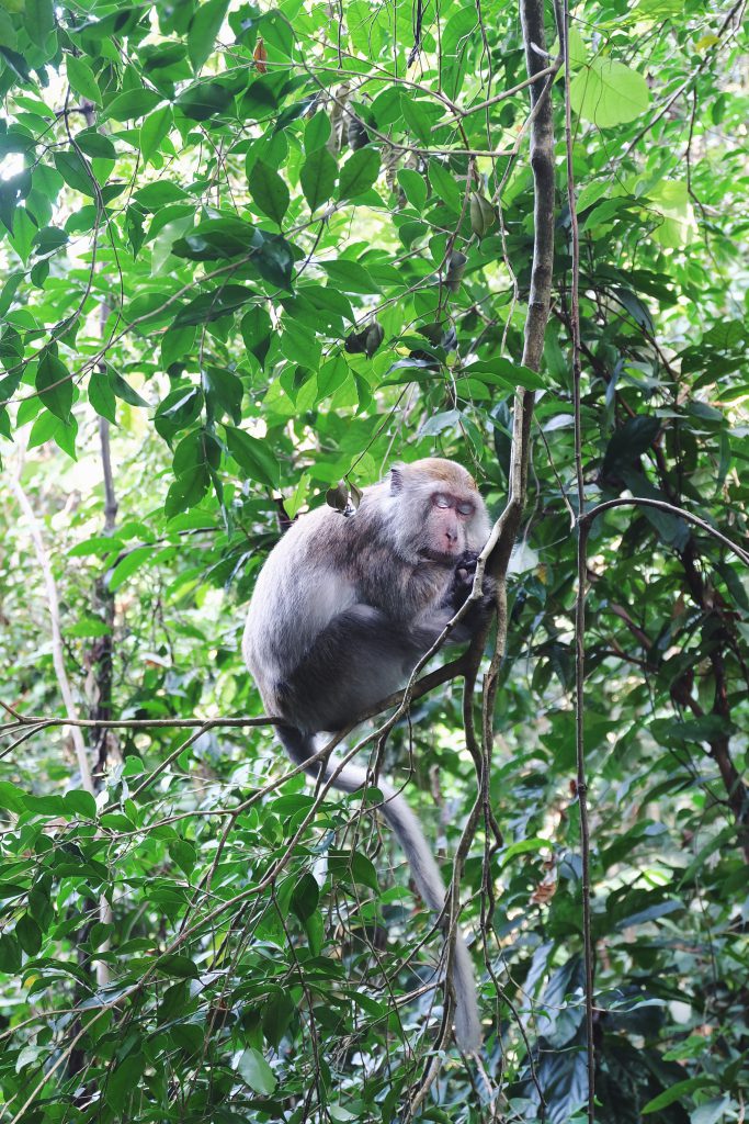 monkey beauty sleep Bukit Lawang Sumatra Indonesia