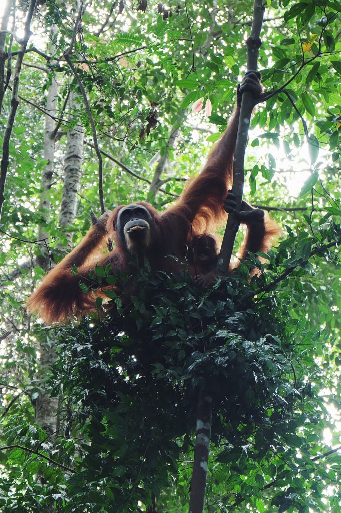orangutan Gunung Leuser National Park Bukit Lawang Sumatra