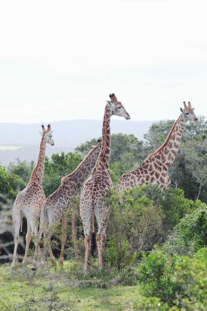 giraffes Sibuya game safari South Africa