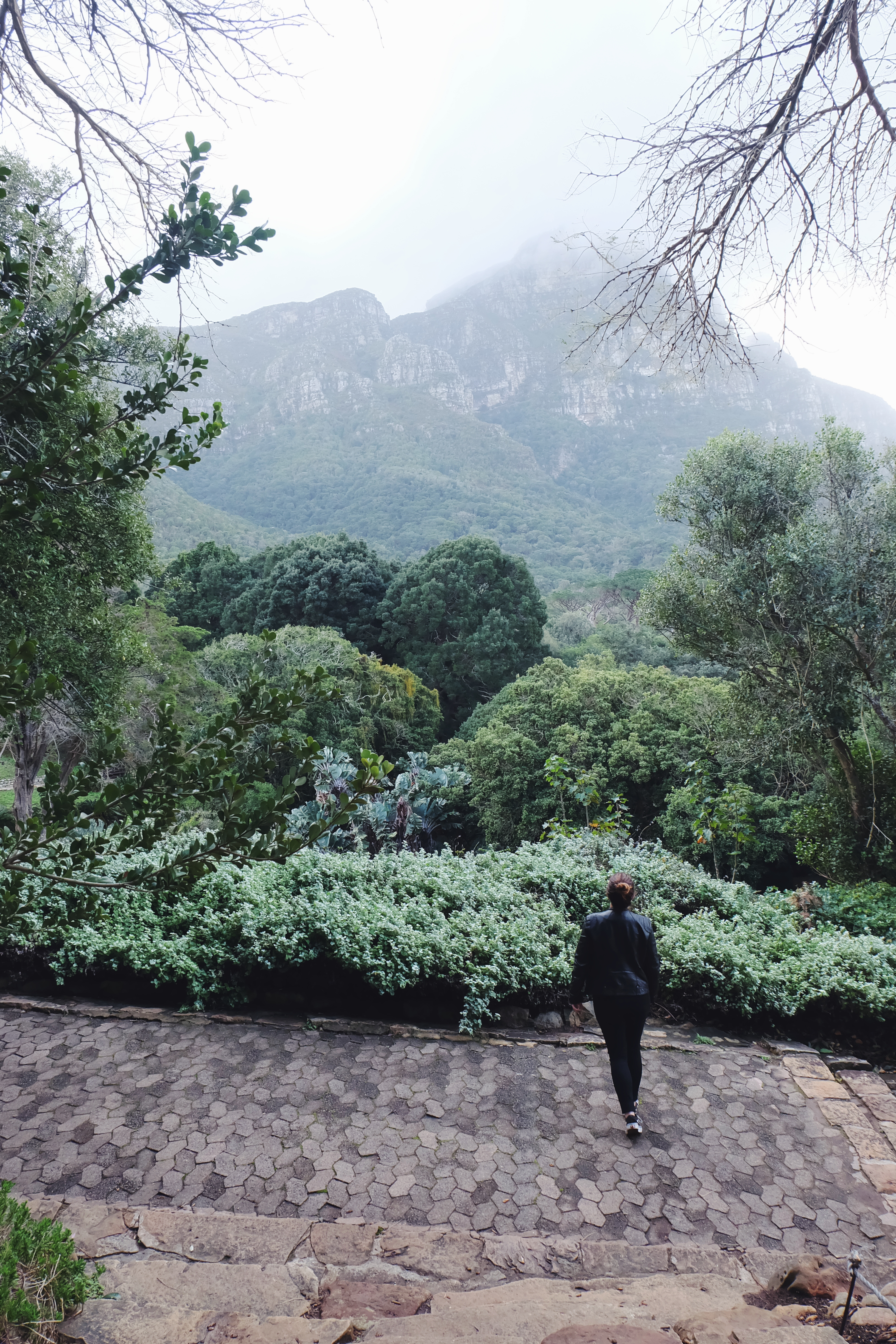 Table Mountain view Kirstenbosch Botanical Garden