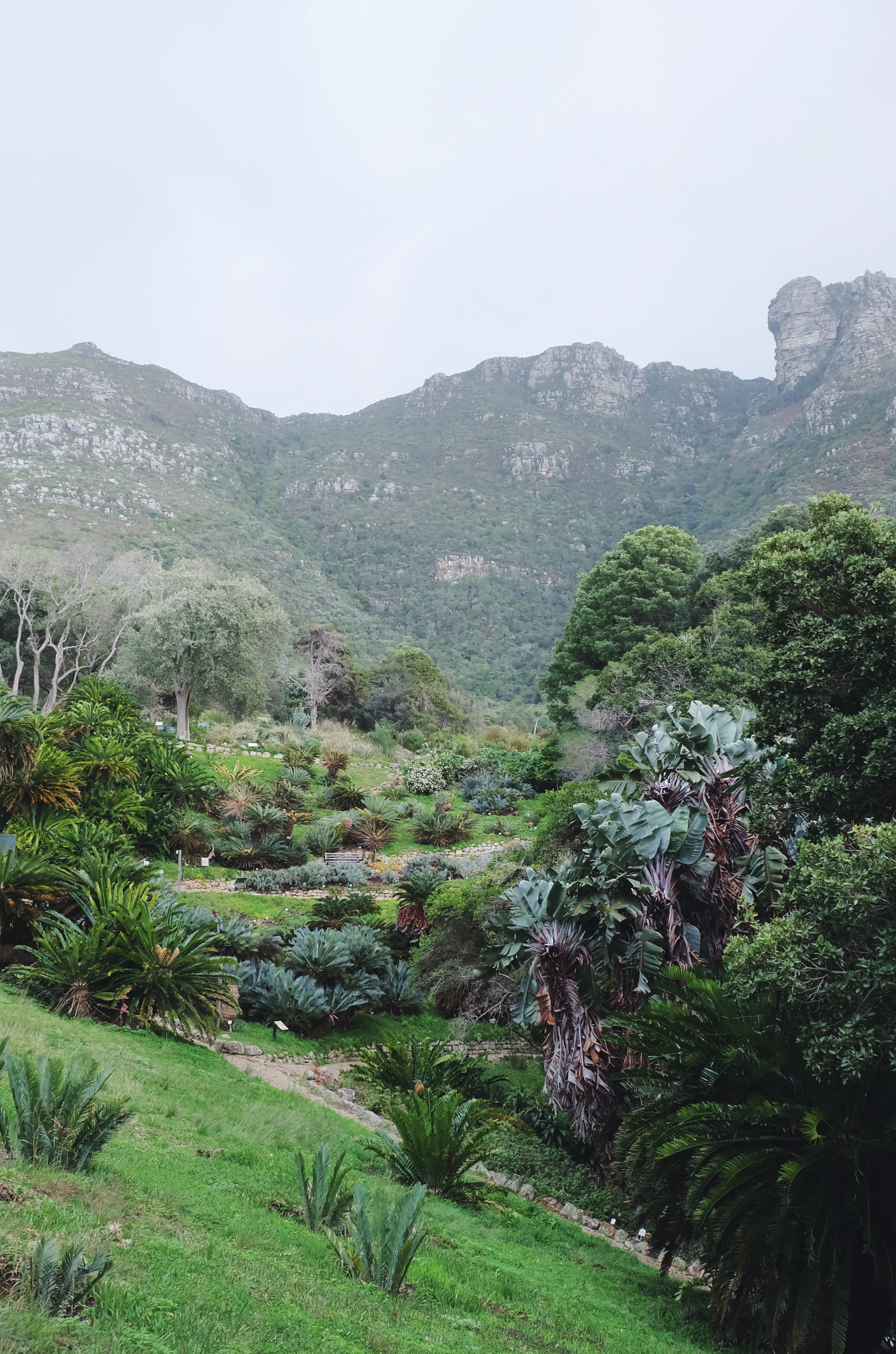 Beautiful Kirstenbosch Botanical Garden Cape Town
