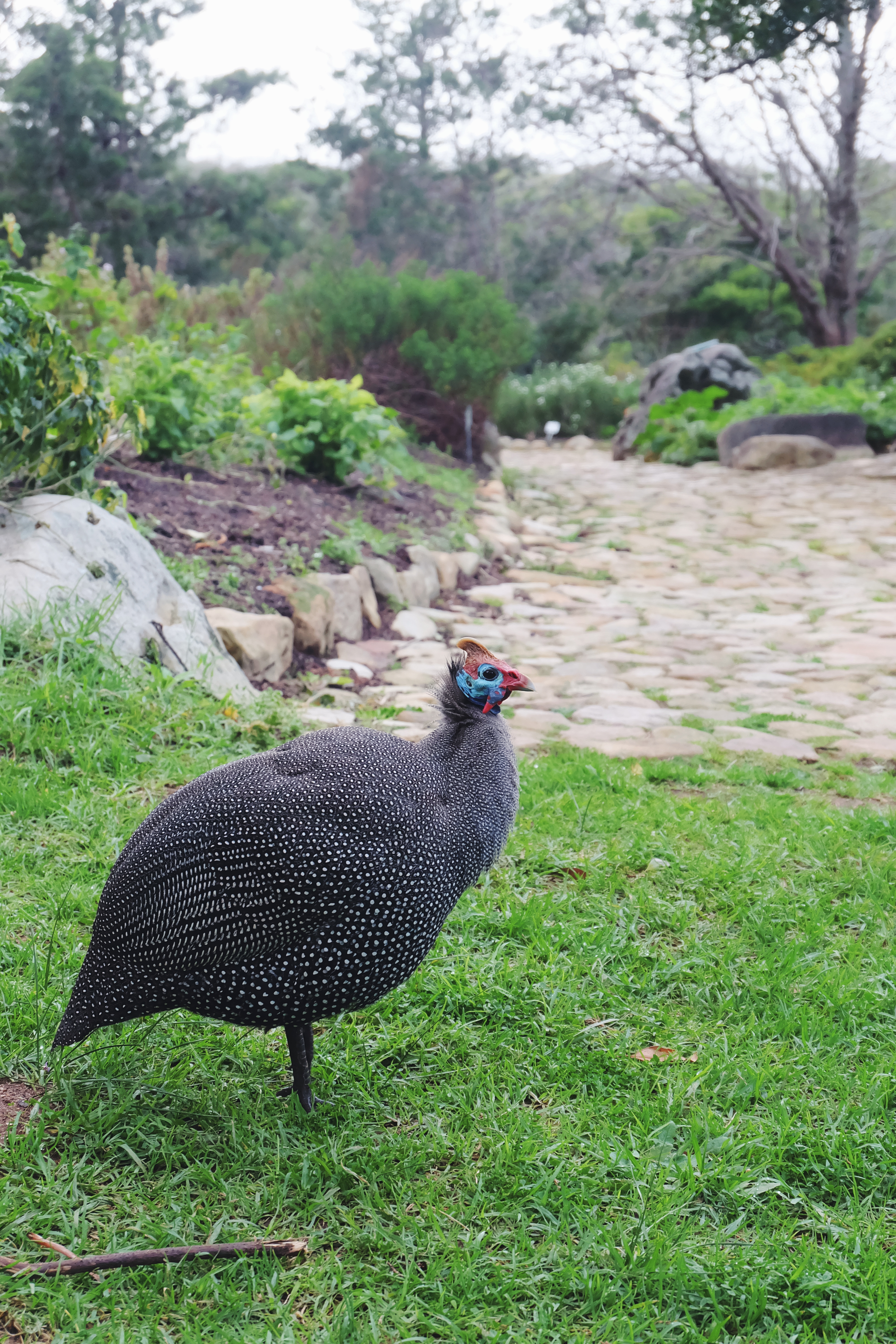 pretty bird Kirstenbosch gardens Cape Town