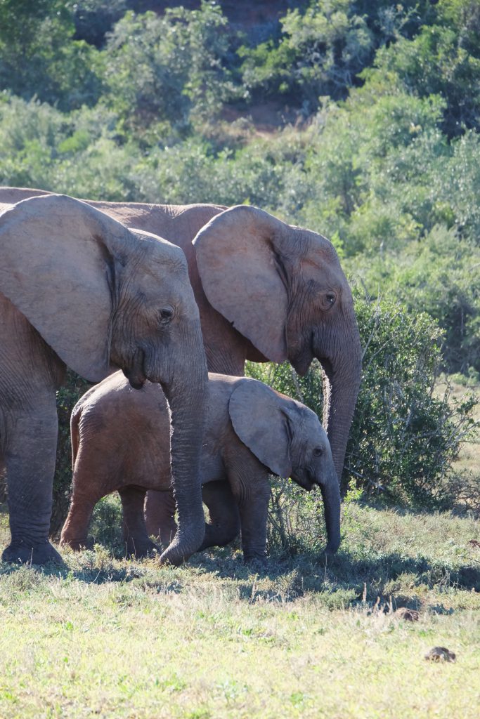 elephant family Addo NP South Africa garden route