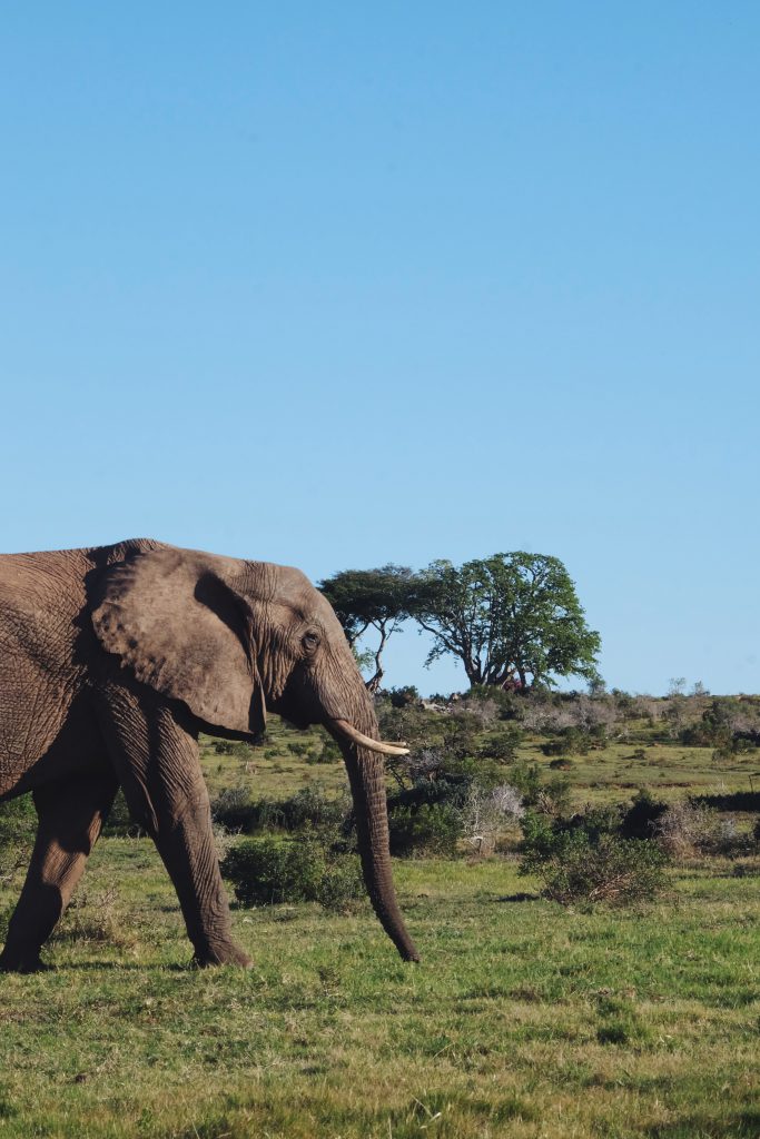 self drive safari Addo South Africa