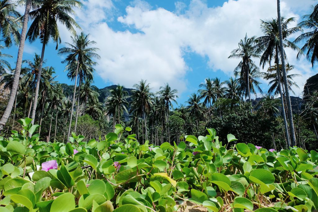 green palm trees Tonsi Beach Krabi