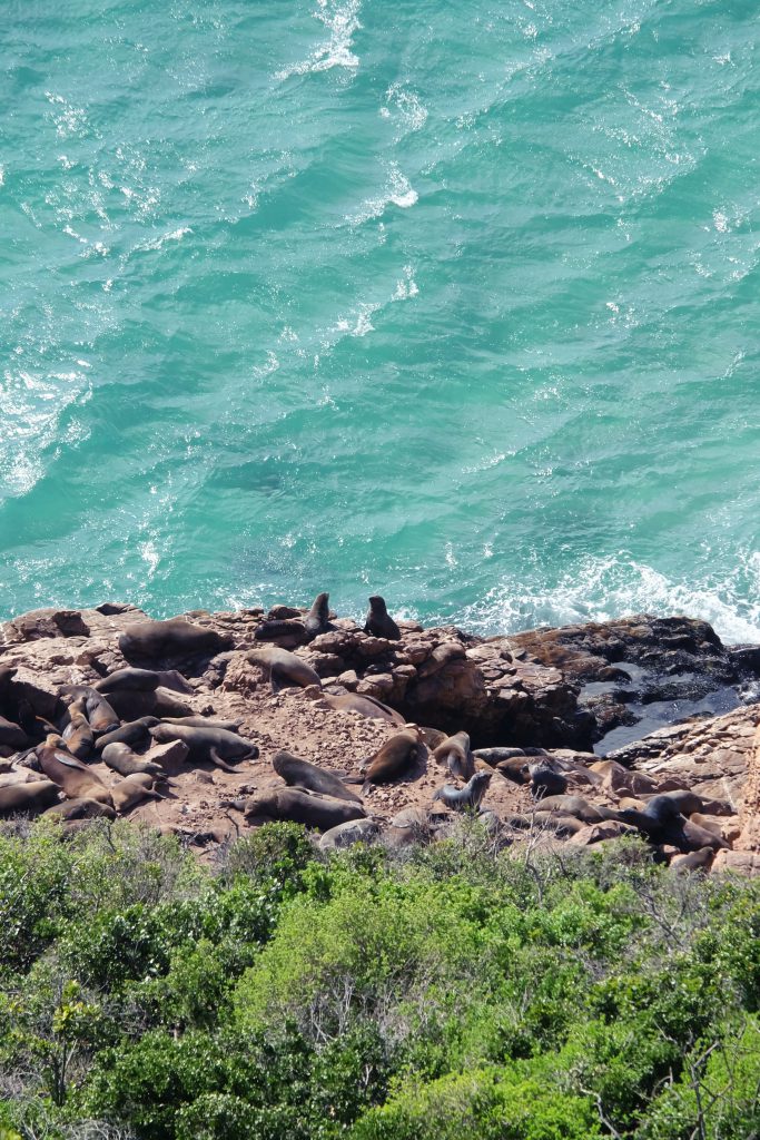 sunbathing seals Robberg Plettenberg Bay SA