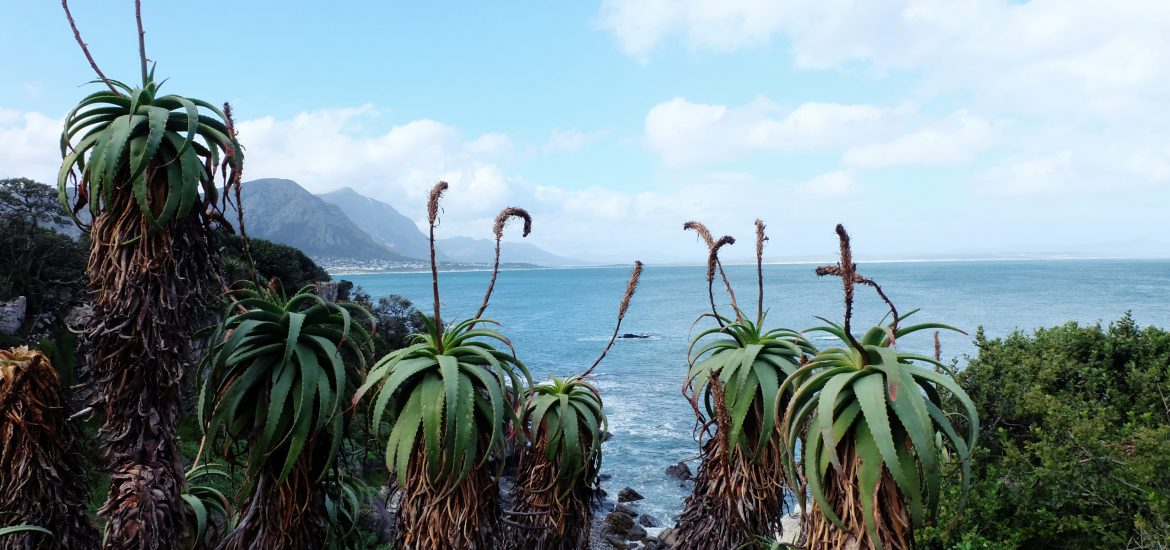 Hermanus SA coastline view