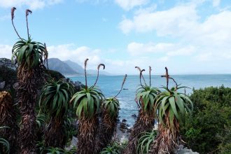 Hermanus SA coastline view