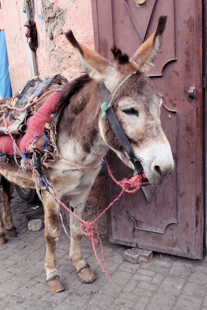 donkey souks medina Marrakech