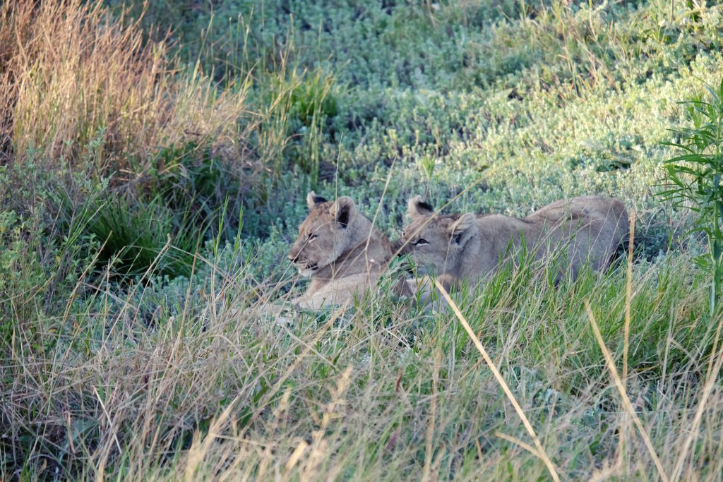 playful lion cups Sibuya game safari South Africa