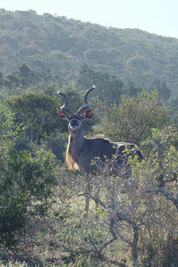 kudu at Addo Elephant NP SA