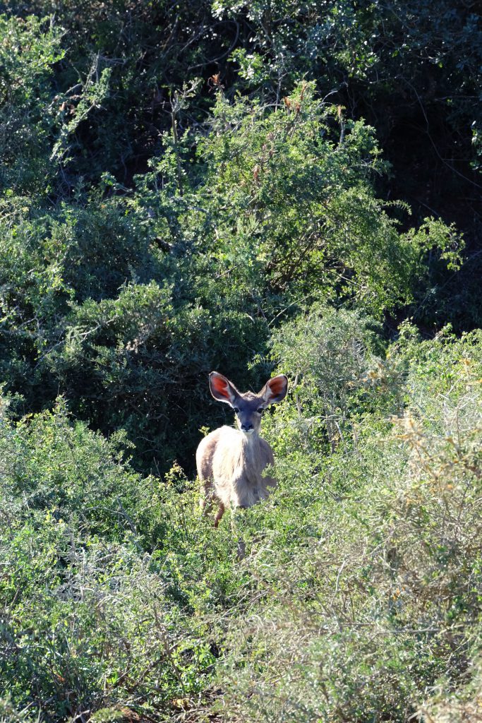 spot bambi on self drive safari Addo