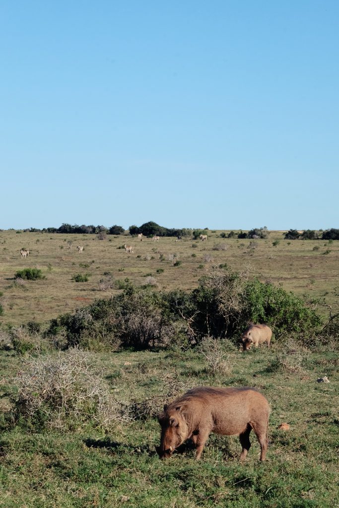 self drive safari Addo Elephant NP SA
