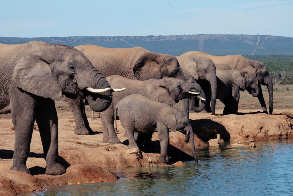 water whole Addo Elephant NP SA