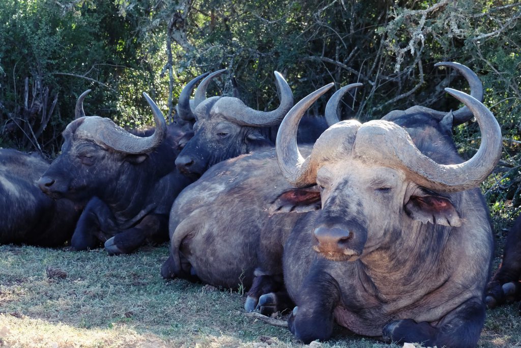 up close with herd buffalo self drive safari Addo SA