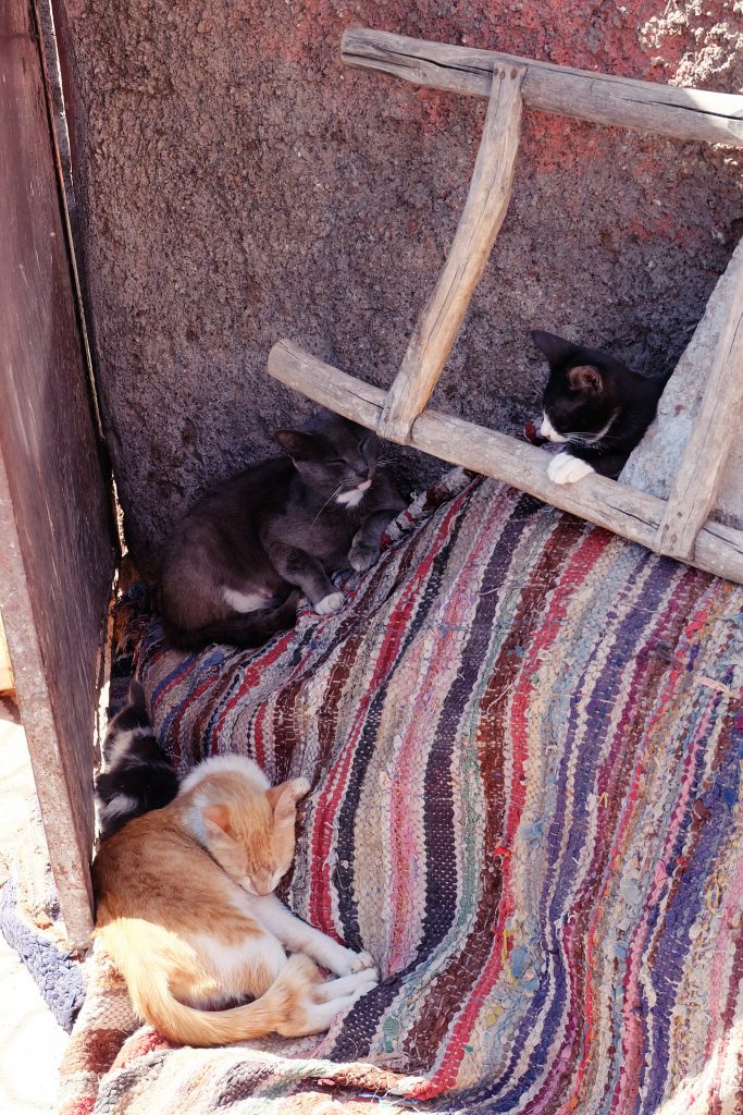 cats of Marrakech
