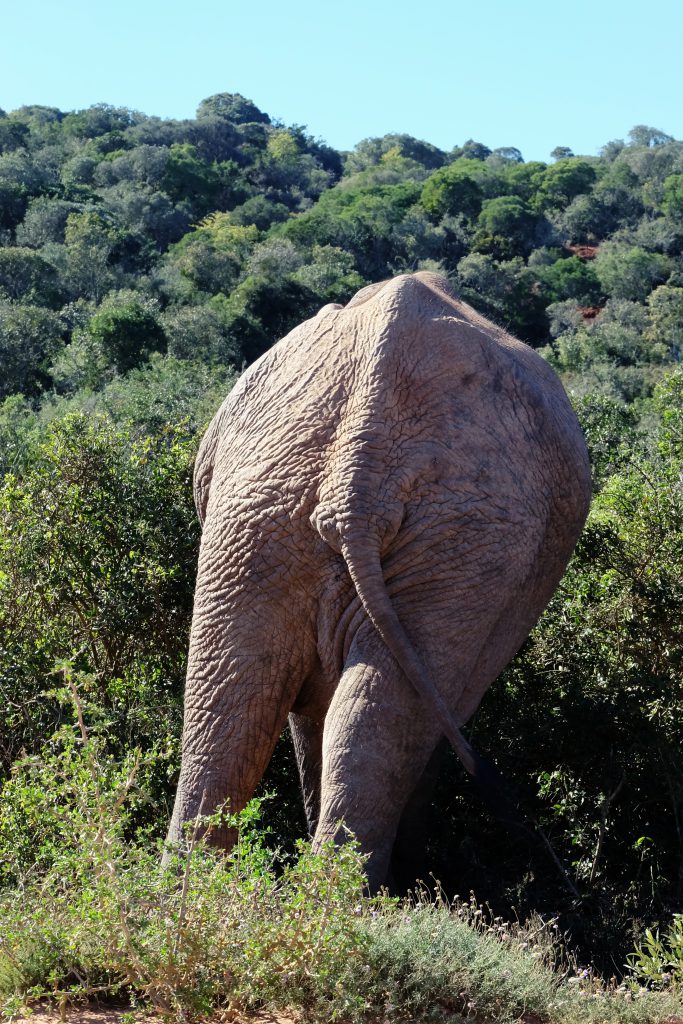 butt of elephant Addo SA